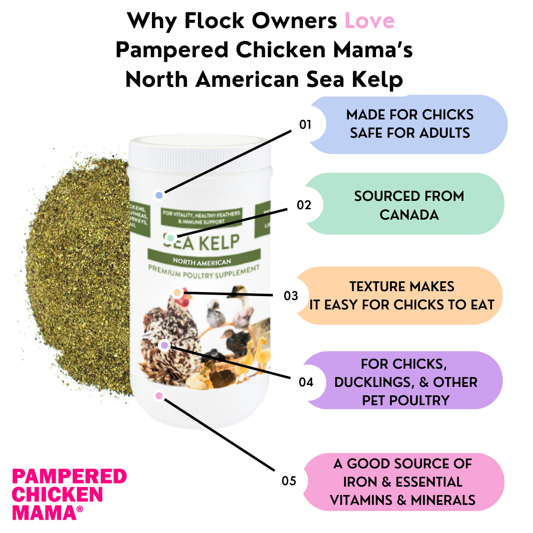 North Atlantic Kelp For Extra Vitamins, Minerals, & Amino Acids For Pet Chickens & Ducks