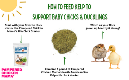 North Atlantic Kelp For Extra Vitamins, Minerals, & Amino Acids For Pet Chickens & Ducks